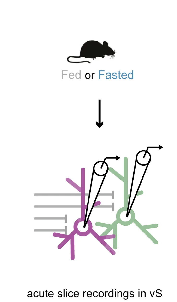 Open access visualization of Workflow, Illustration, vS-NAc Neurons, vS-LH Neurons, Fed Mice