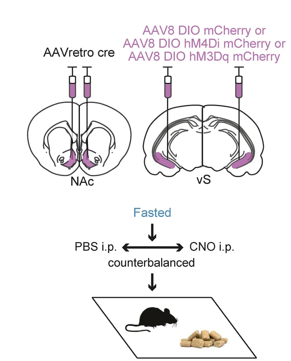 Open access visualization of Workflow, Illustration, Injections, Experiment