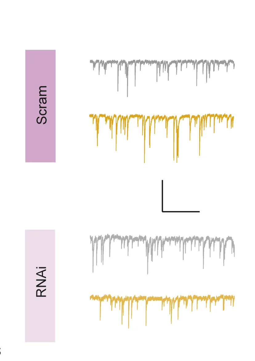 Open access visualization of Line Plot, mIPSCs, vS-NAc Neurons, GHSR1a RNAi, Scrambled Control