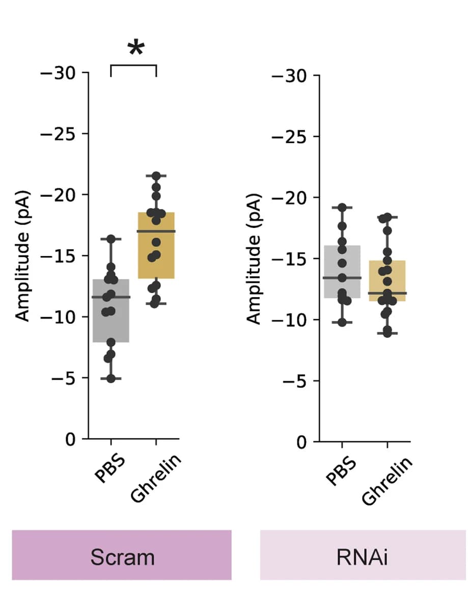 Open access visualization of Box Plot, Scatter Plot, Error Bars, mIPSCs, vS-NAc Neurons