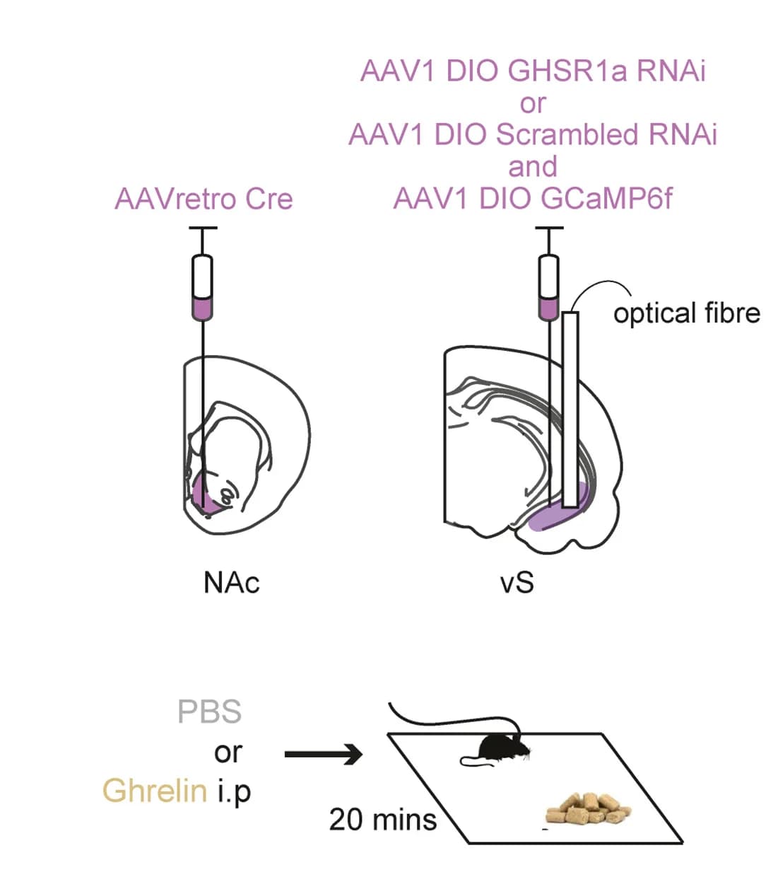 Open access visualization of Workflow, Illustration, Injection, Experiment