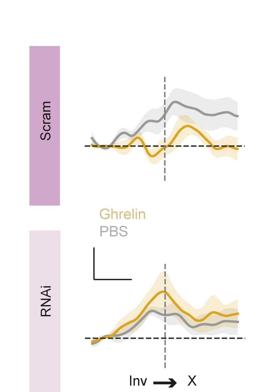 Open access visualization of Line Plot, Error Bars, vS-NAc Neurons, GHSR1a RNAi, Scrambled Control