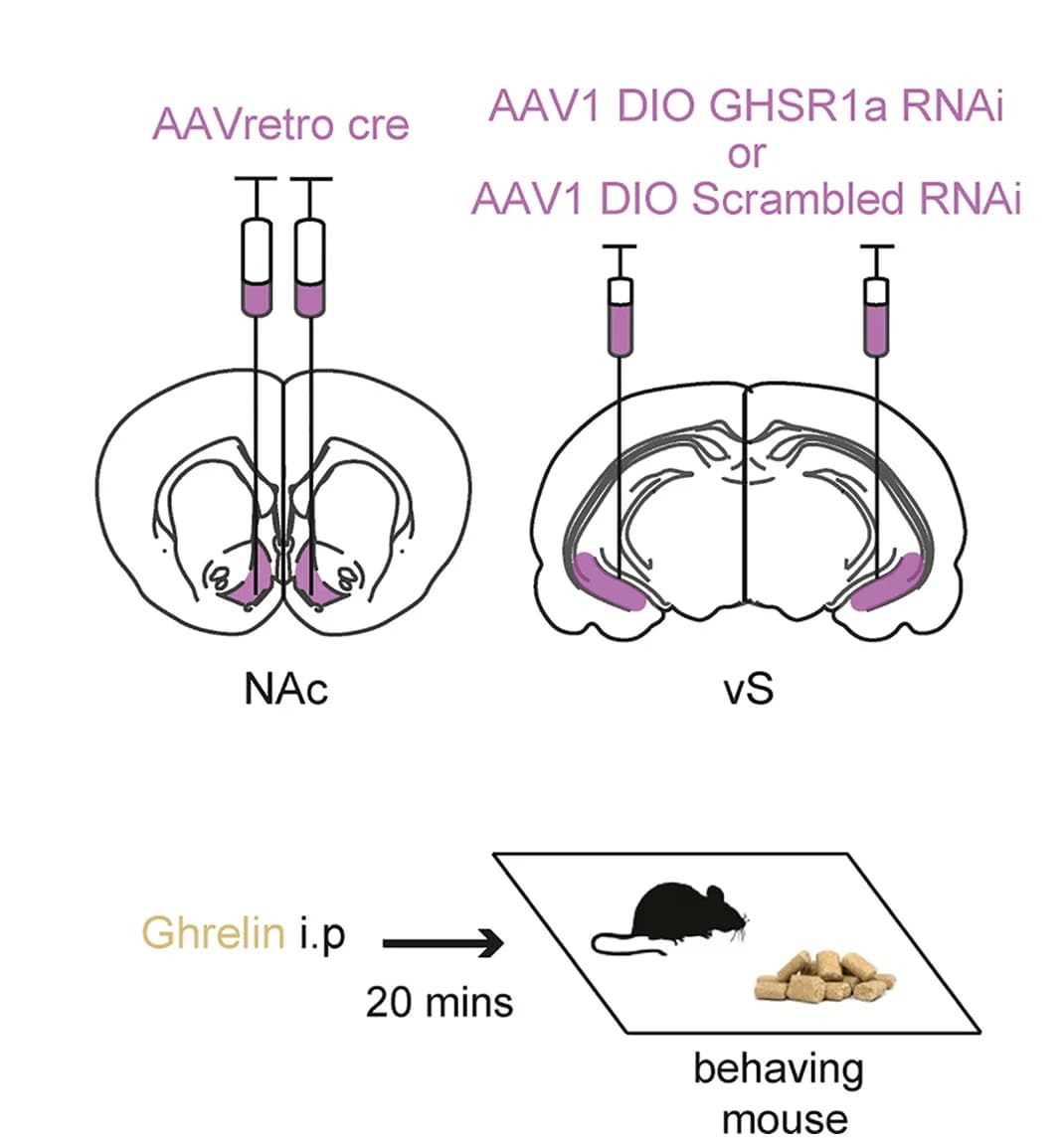 Open access visualization of Illustration, Workflow, Schematic, Injections, Experiment