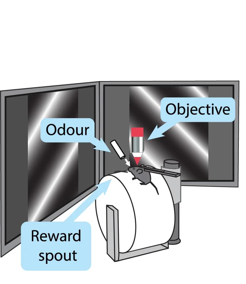 Open access visualization of Illustration, Experimental Apparatus