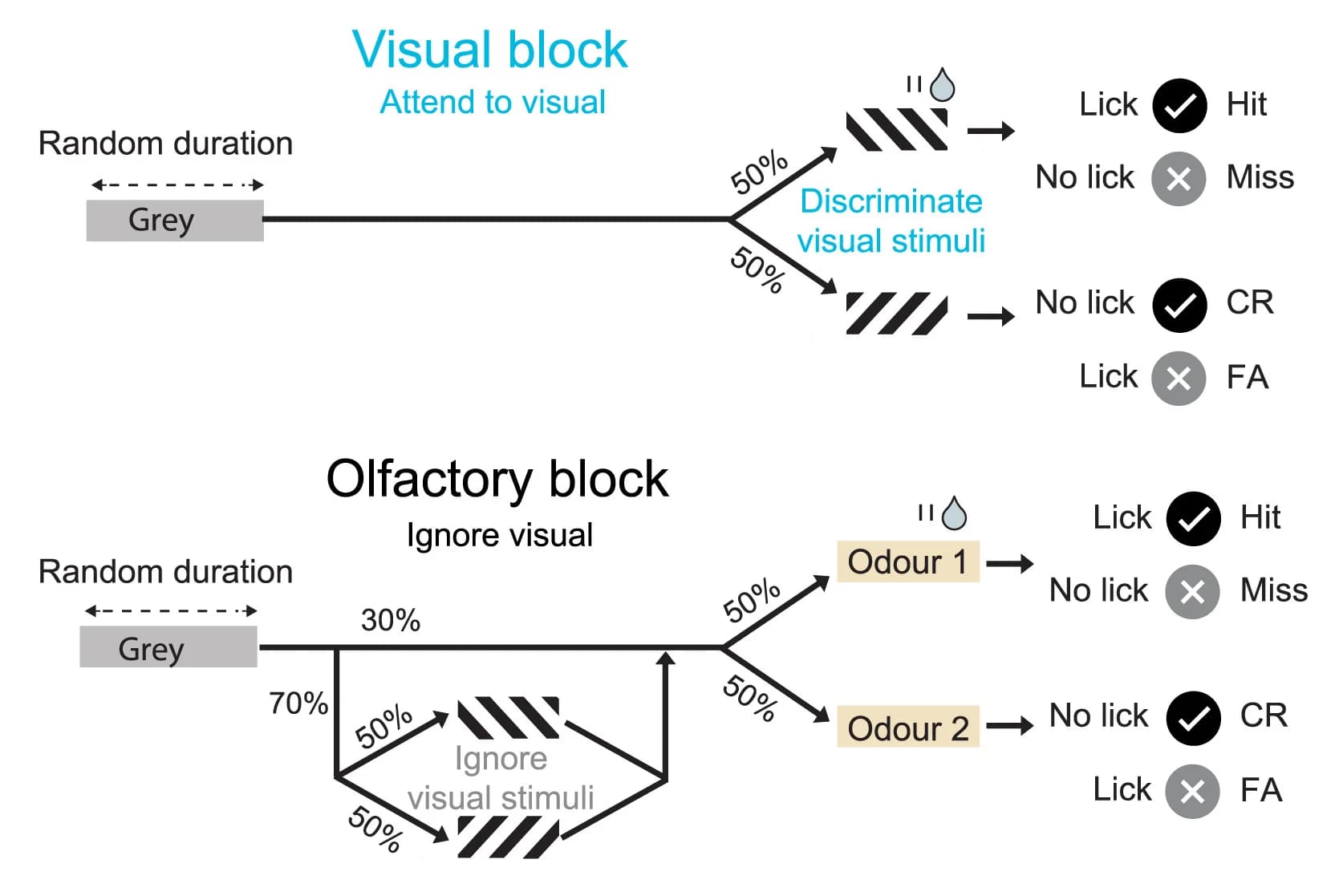Open access visualization of Workflow, Flowchart, Behavioral Task