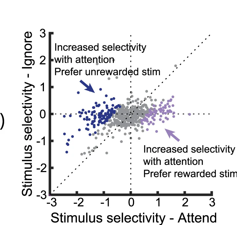 Open access visualization of Scatter Plot, Stimulus Selectivity, Non-VIP Cells, Attention, Stimulus-Evoked Responses