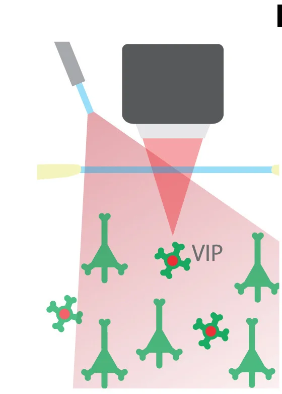 Open access visualization of Illustration, Imaging, Optogenetic Stimulation