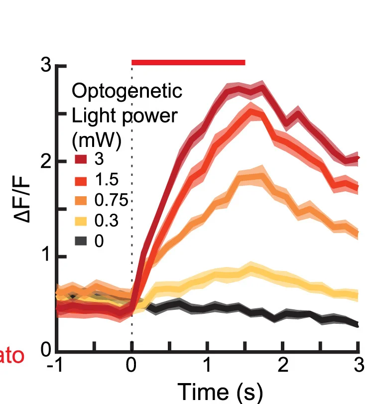 Open access visualization of Line Plot, Error Bars, VIP Interneuron, Light Powers, Optogenetic Stimulation