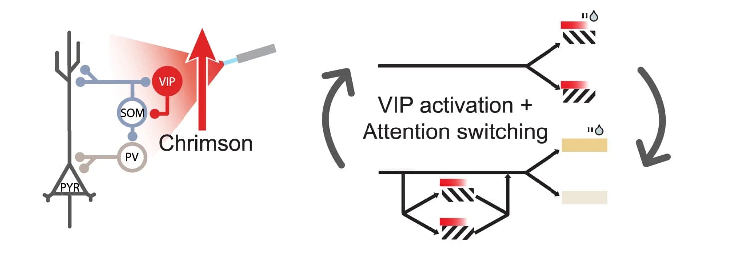 Open access visualization of Workflow, Illustration, VIP Photoactivation, Attention-Switching Task, Visual Stimulus