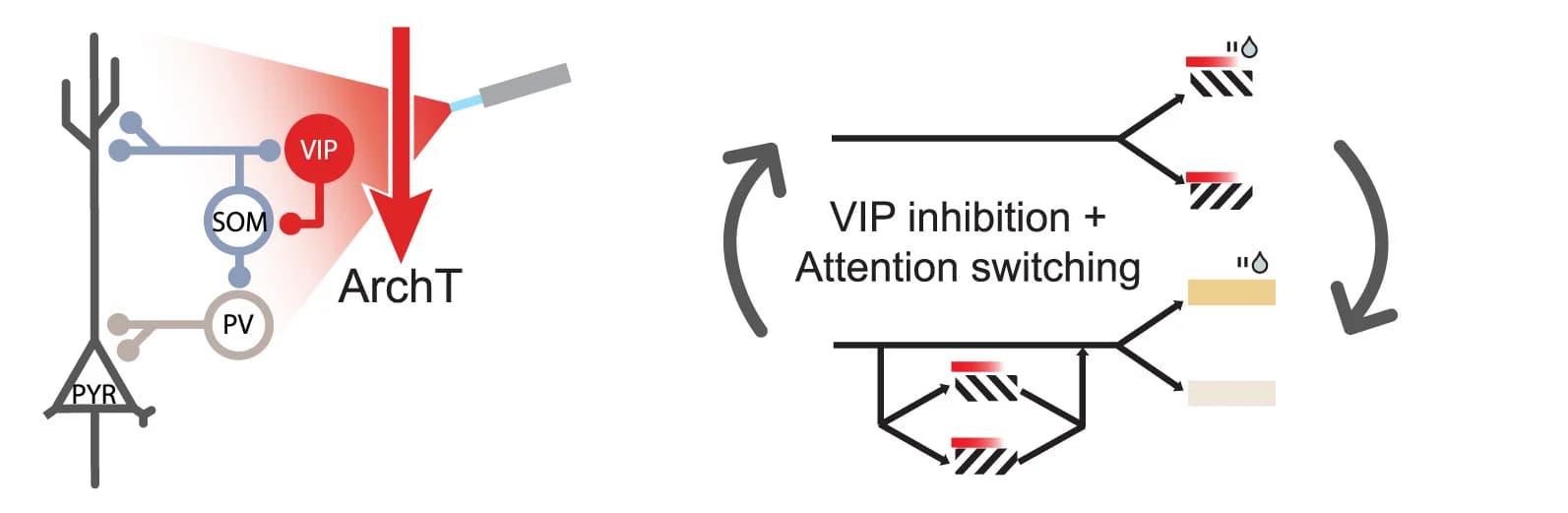 Open access visualization of Workflow, Illustration, VIP Photoinhibition, Attention-Switching Task, Light Onset