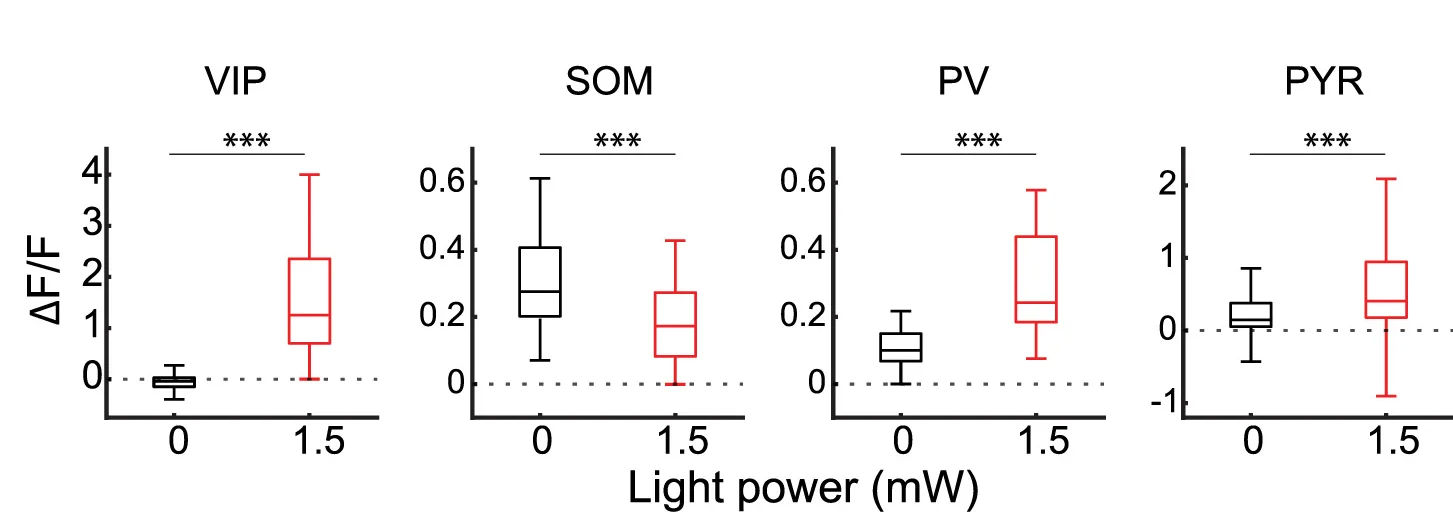 Open access visualization of Box Plot, Boxplots, Visual Stimulus, Photoactivation, Cell Class