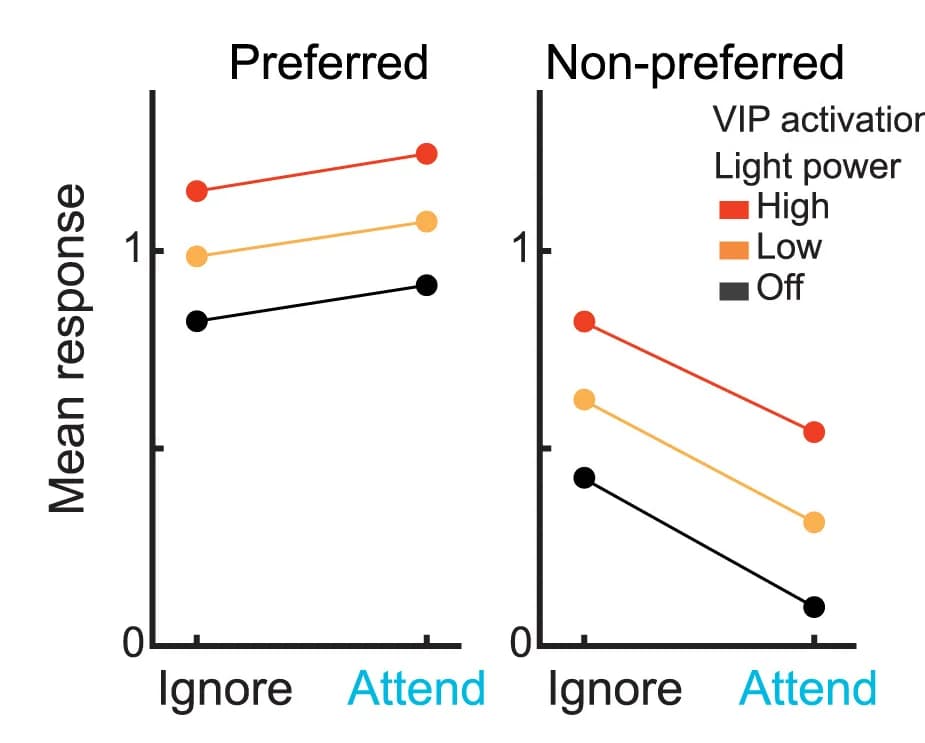 Open access visualization of Line Plot, Mean Response, Model PYR Population, Visual Stimuli, Attention