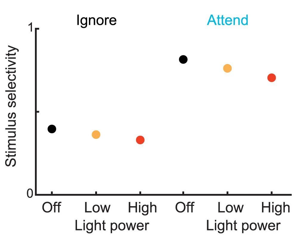 Open access visualization of Scatter Plot, Stimulus Selectivity, Model PYR Population, Attention, VIP Photoactivation