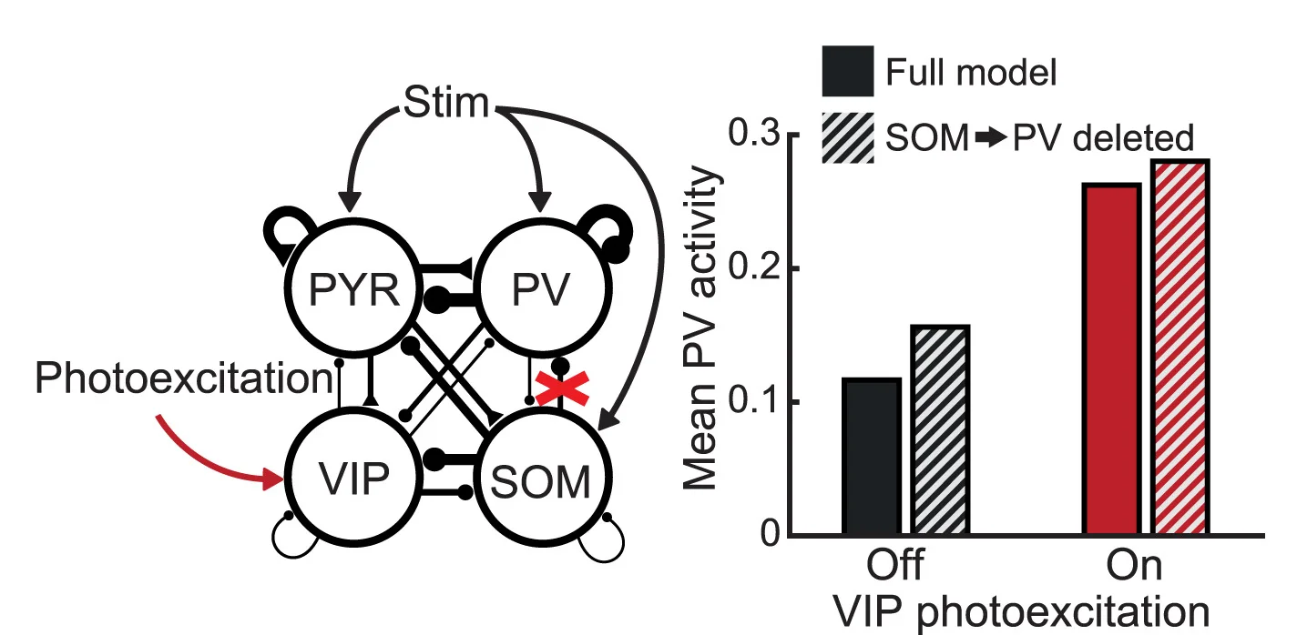 Open access visualization of Bar Plot, Pathway, Model, SOM to PV Connection, Model Responses