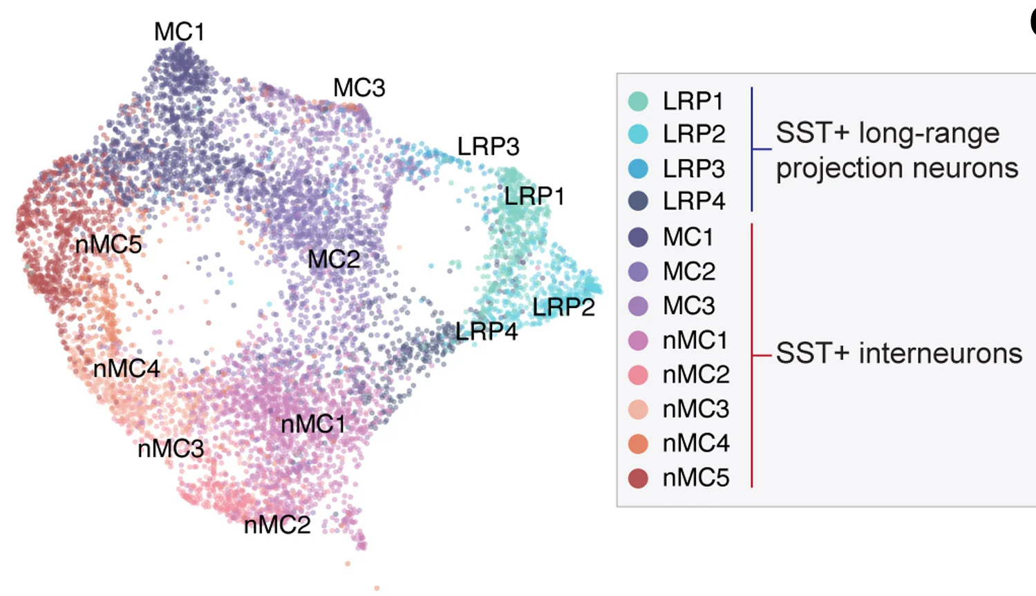 Open access visualization of Scatter Plot, UMAP, PCA, SST Neurons, E16.5