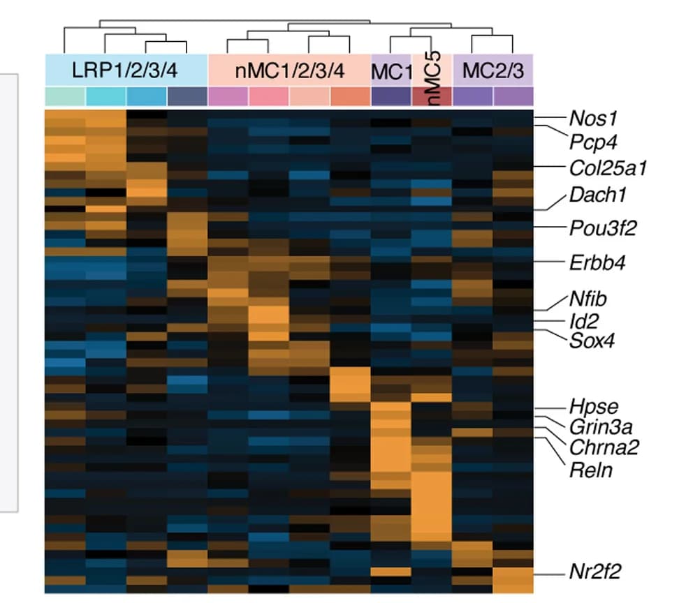 Open access visualization of Heatmap, Clustered, Differentially Expressed Genes, DEGs, Cell Cluster