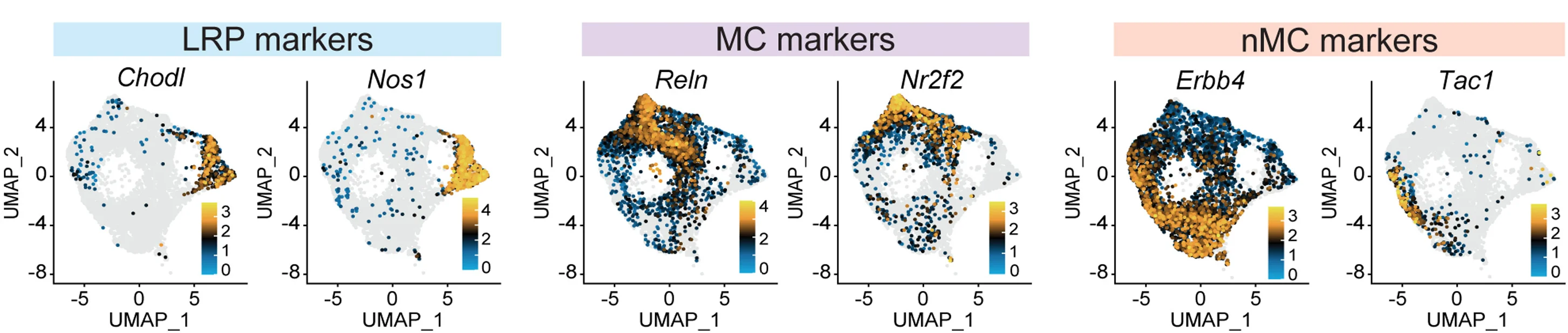 Open access visualization of Scatter Plot, UMAP, Gene Expression, LRP Neurons, MCs