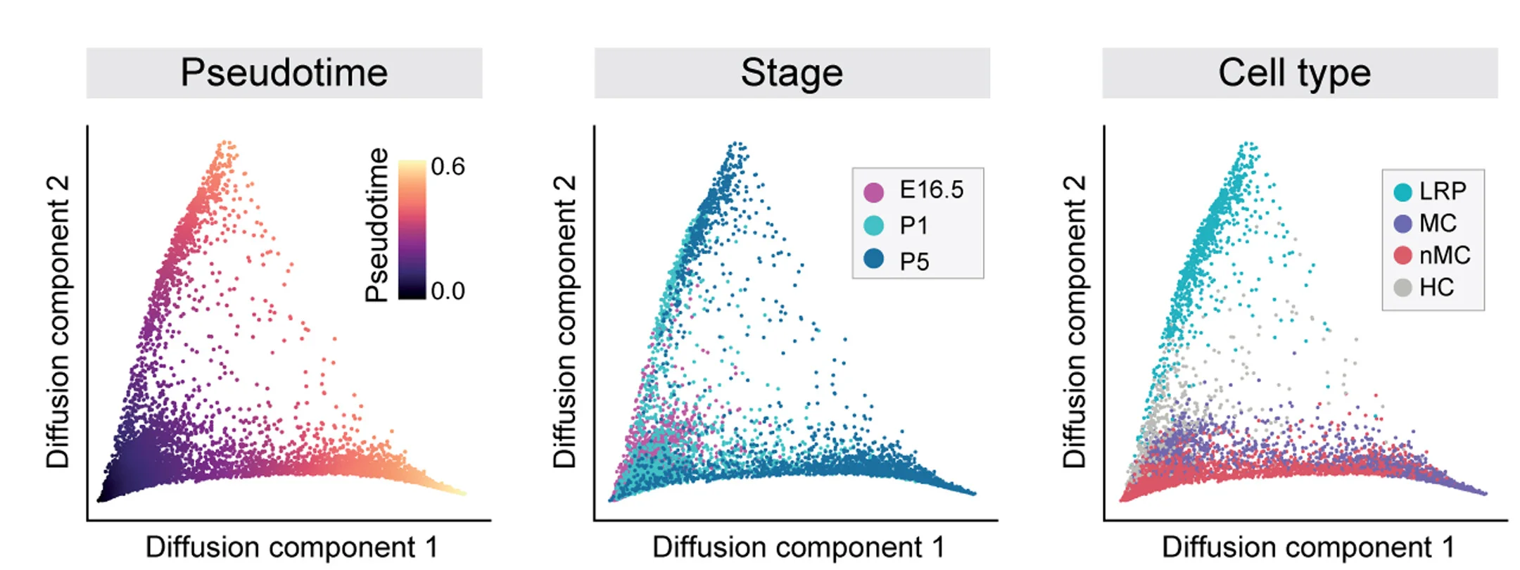 Open access visualization of Scatter Plot, UMAP, Regression Plot, UMAP Plots, Pseudotime