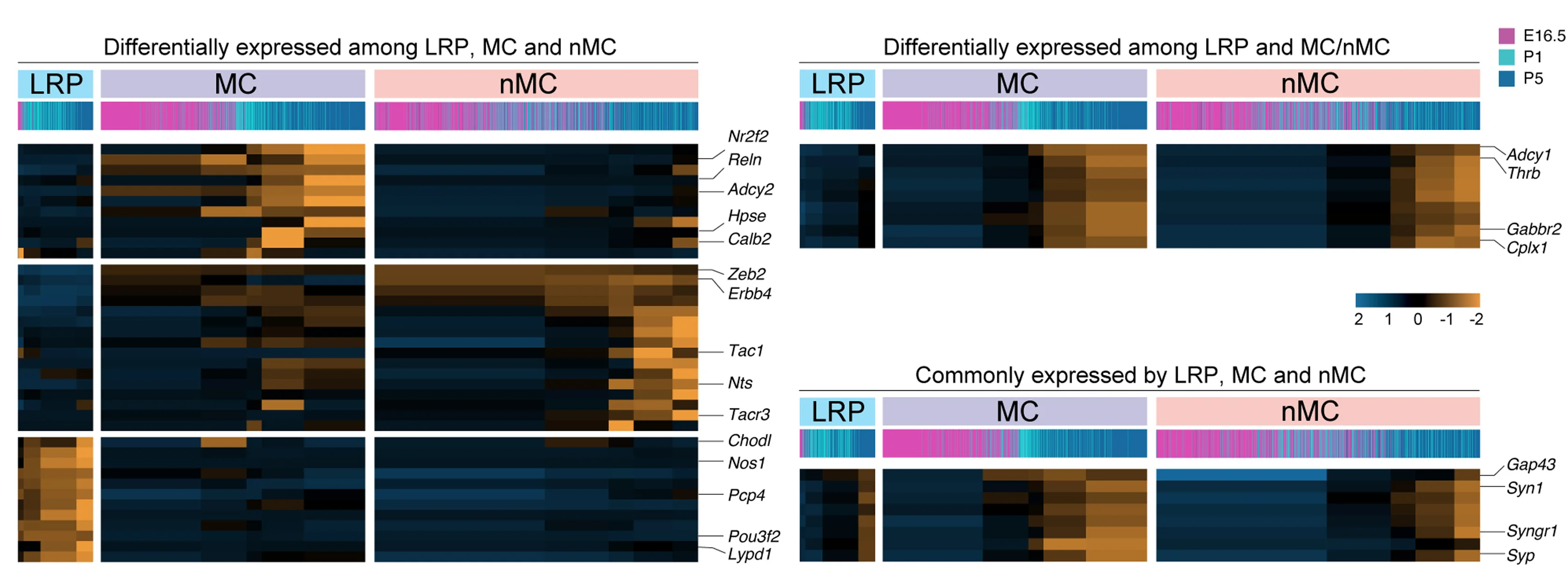 Open access visualization of Heatmap, Heatmaps, Gene Development, Cell Types, LRP Neurons