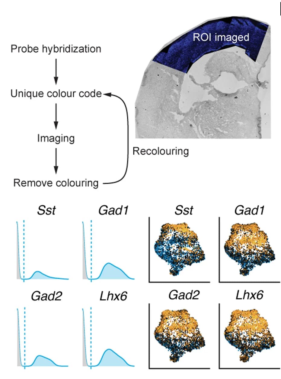 Open access visualization of Workflow, Microscopy, Line Plot, Density Plot, Scatter Plot