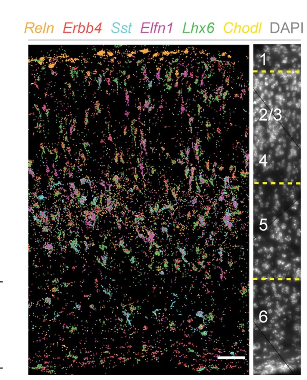 Open access visualization of Microscopy, Mouse Neocortex, Marker Genes, Molecular Cartography