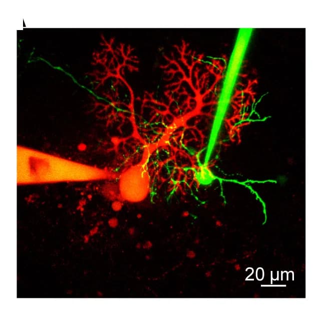 Open access visualization of Microscopy, Confocal Microscopy, Basket Cell, Purkinje Cell, Alexa Fluor 488