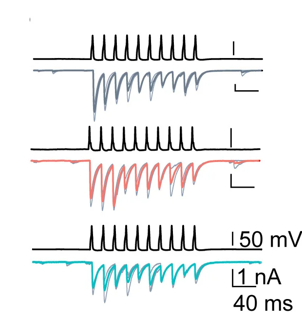 Open access visualization of Line Plot, Inhibitory Postsynaptic Current, BC-PC Synapse, Action Potentials, Presynaptic