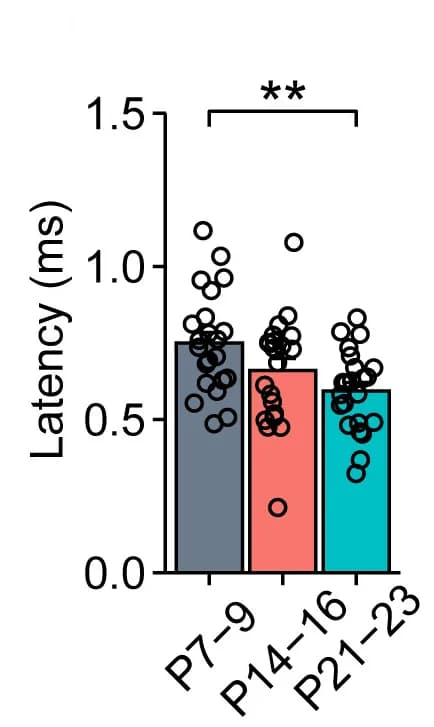 Open access visualization of Bar Plot, Scatter Plot, Latency, Presynaptic Action Potential, IPSC Onset
