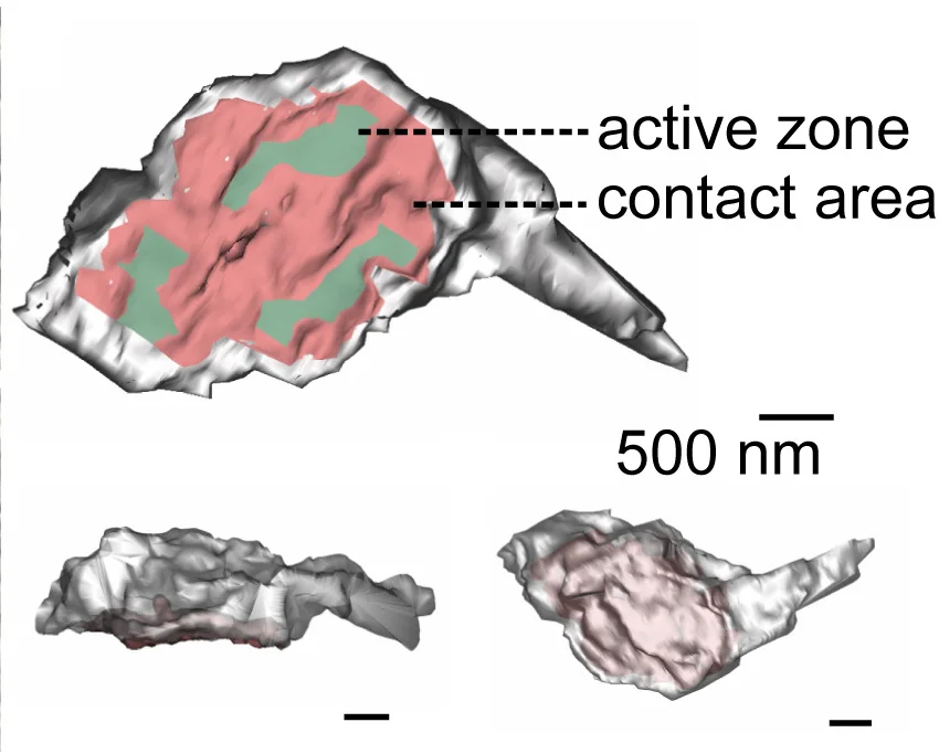 Open access visualization of 3D Plot, 3D Reconstruction, Bouton, Active Zone, PC Soma