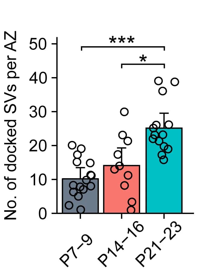 Open access visualization of Bar Plot, Error Bars, Scatter Plot, Bar Graph, Docked Synaptic Vesicles