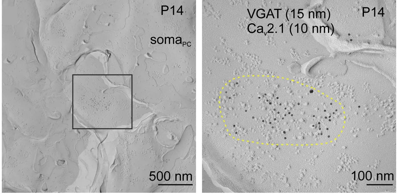 Open access visualization of Microscopy, Presynaptic Ca2+ Channels, Active Zones, VGAT, Cav2.1 Ca2+ Channels