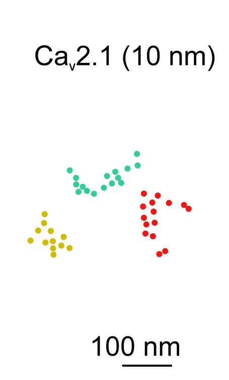 Open access visualization of Scatter Plot, Cav2.1 Clusters, Active Zones, Gold Particle Labeling, P7-9 Age Group