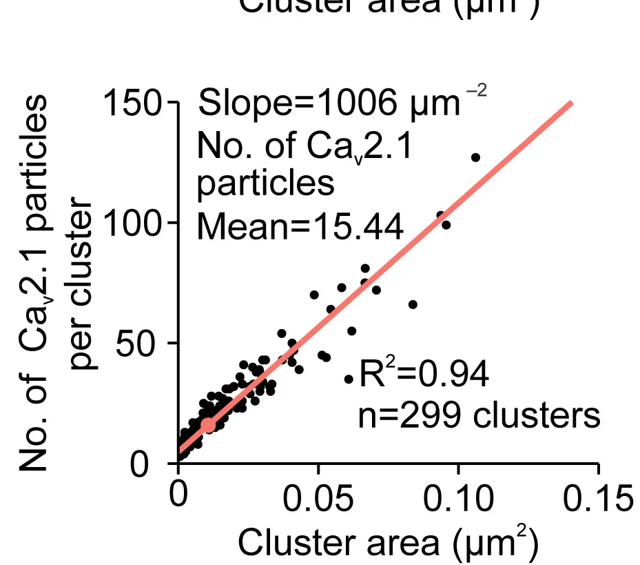Open access visualization of Scatter Plot, Regression Plot, Cav2.1 Clusters, Gold Particles, Cluster Area