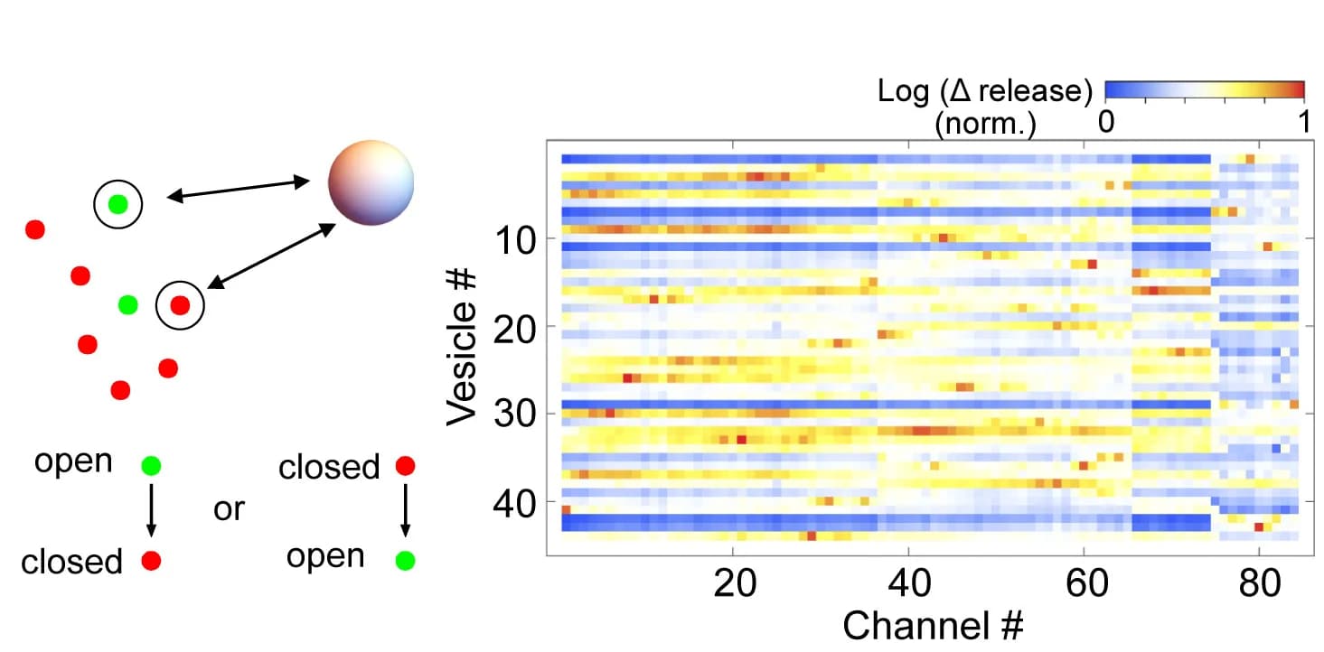 Open access visualization of Heatmap, Illustration, Topographical Coupling Distance, Release Relevance Matrix, Synapse