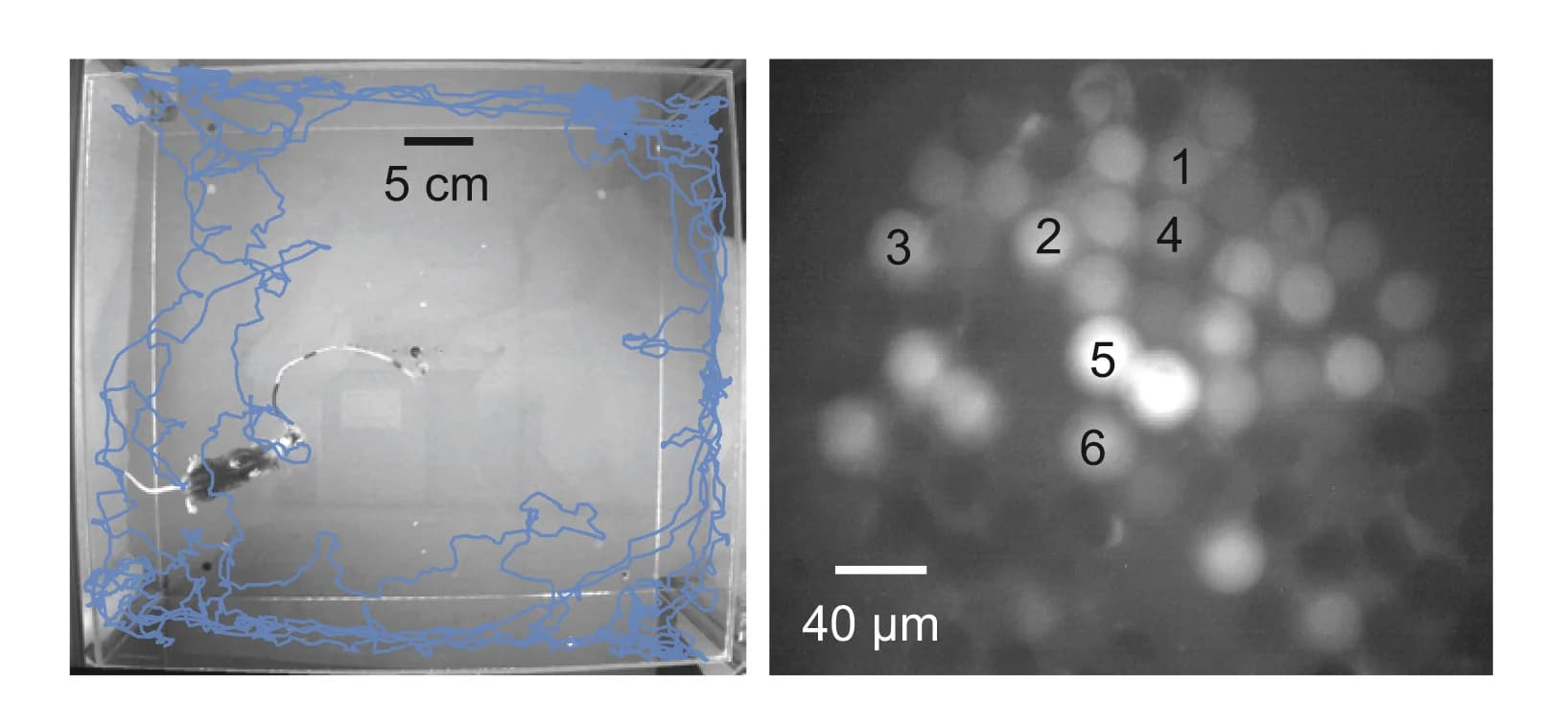 Open access visualization of Microscopy, Locomotor Trajectory, Miniscope, Fibers