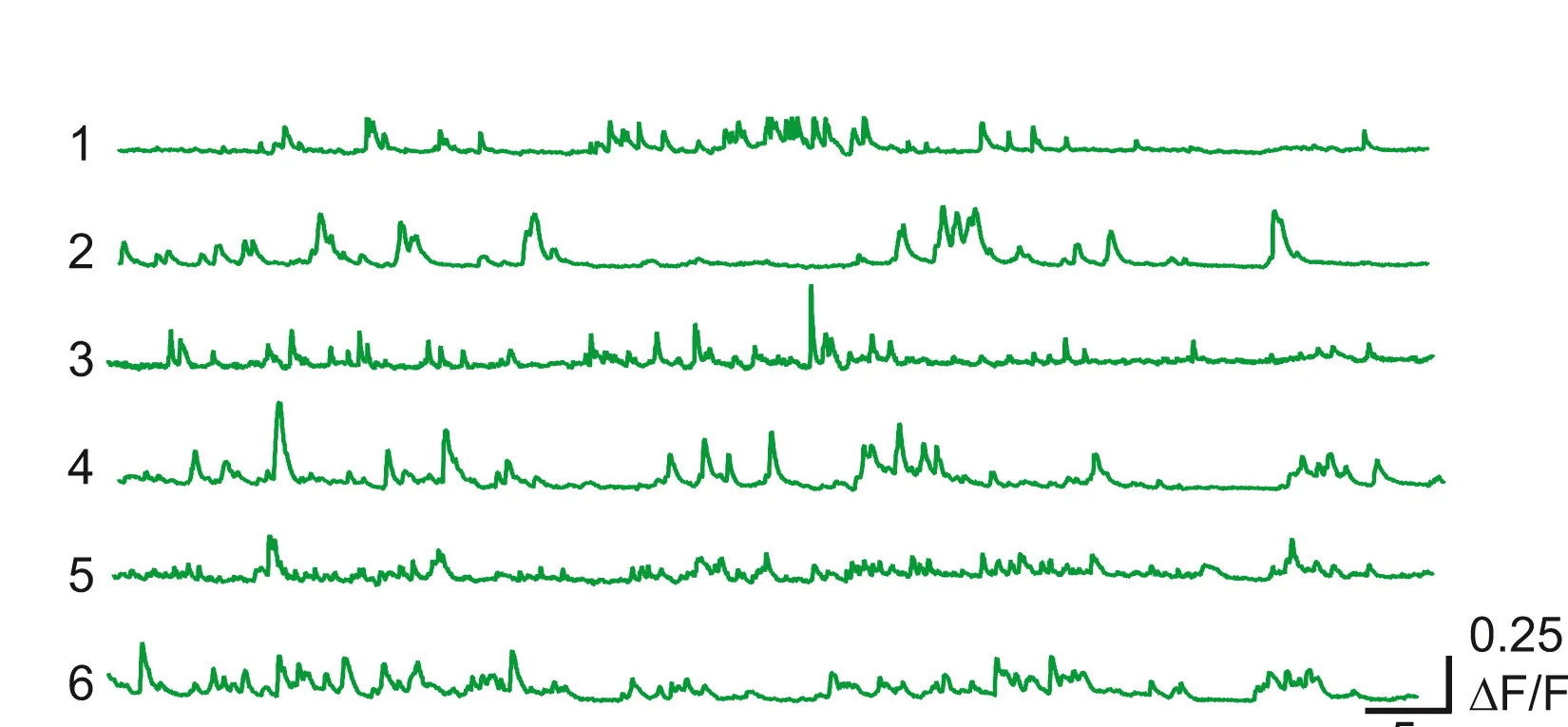 Open access visualization of Line Plot, GCaMP7f, Fluorescence Traces, Fibers, D1-cre Mouse