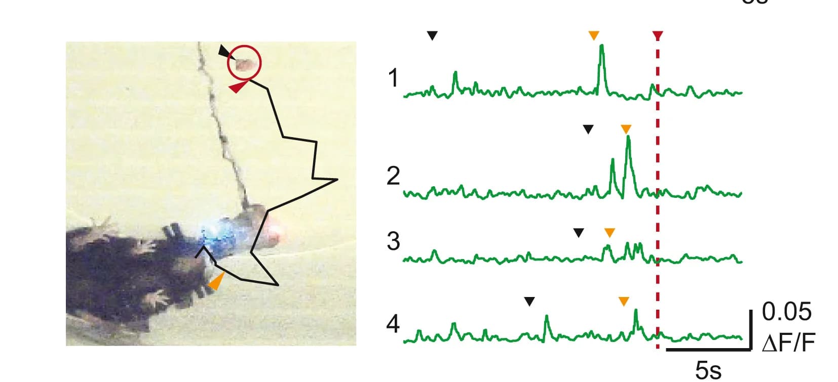 Open access visualization of Line Plot, Photo, Mouse Path, Food Reward, dLight1.3b