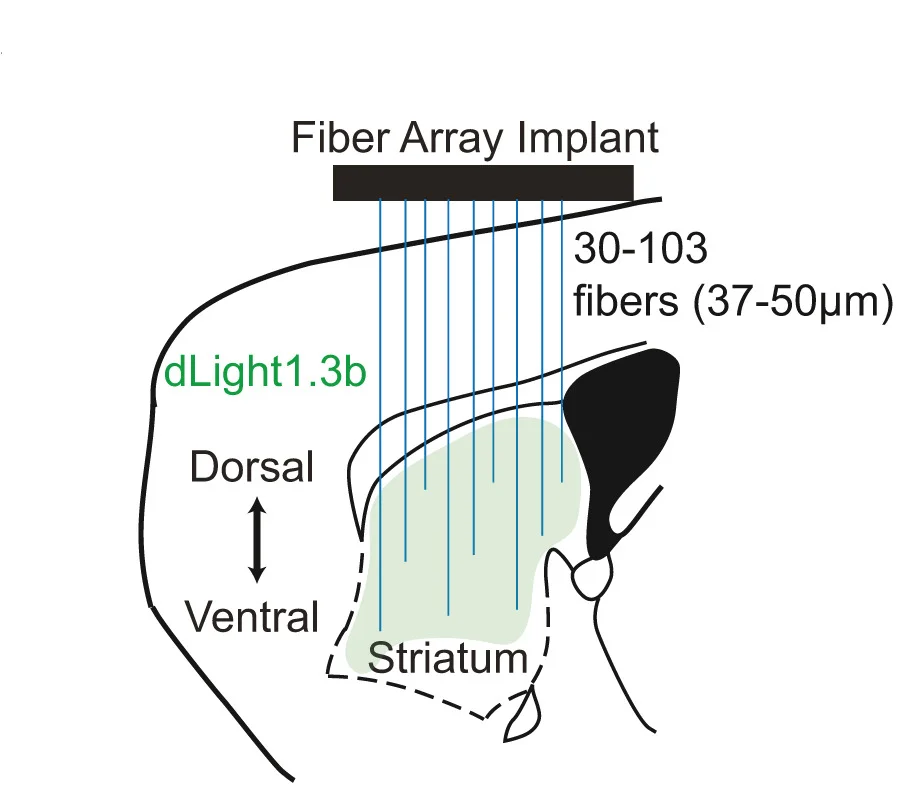 Open access visualization of Illustration, Implant, Striatum, Dopamine Release, dLight1.3b