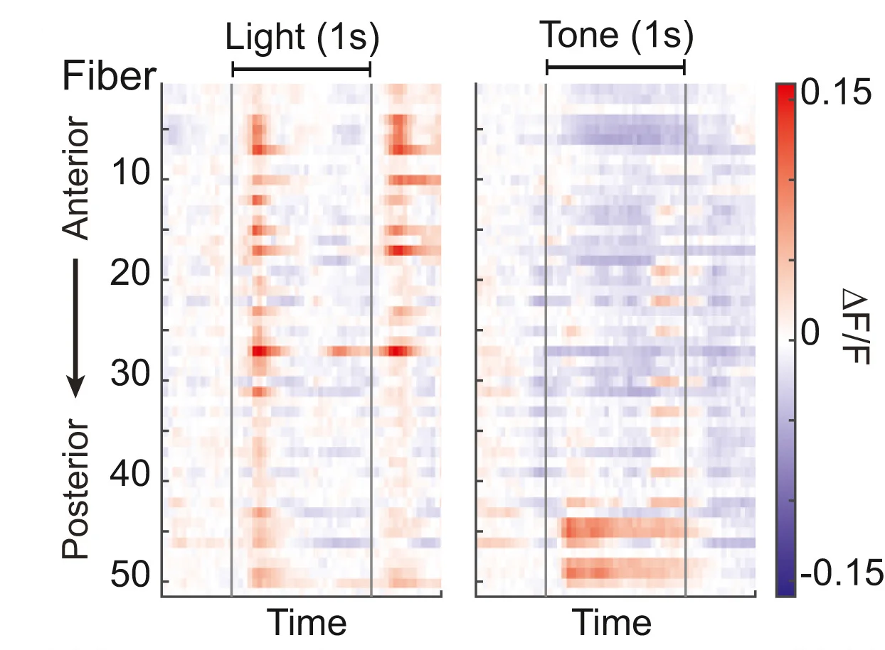 Open access visualization of Heatmap, ΔF/F, dLight1.3b, Fibers, Light