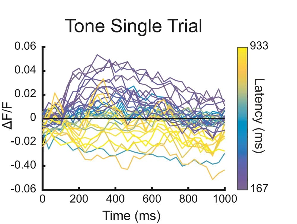 Open access visualization of Line Plot, ΔF/F, Tone Stimulus, Fibers, Latency