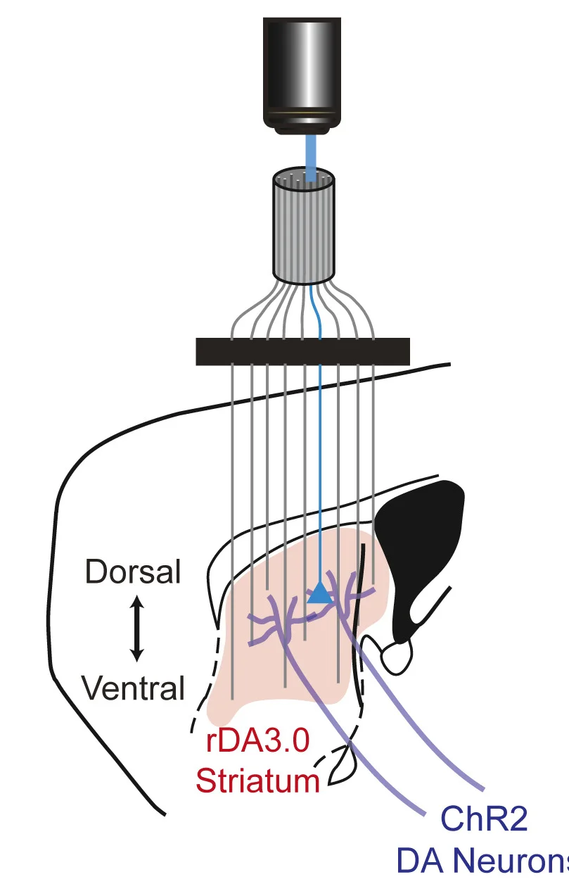 Open access visualization of Illustration, Workflow, Flowchart, Injection, Implant Strategy