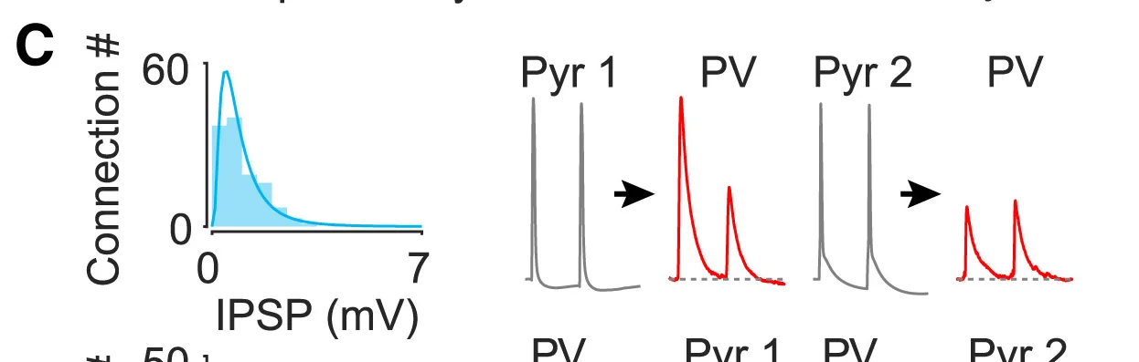 Open access visualization of Density Plot, Line Plot, Histogram, Inhibitory Connections, PV+Neurons