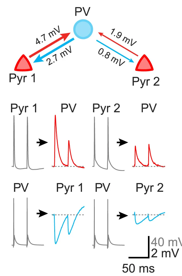 Open access visualization of Line Plot, Workflow, Recording, PV+Neuron, Pyramidal Cells