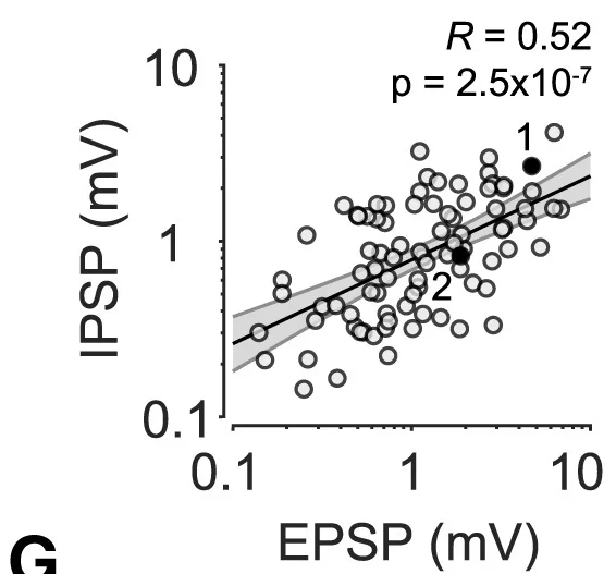 Open access visualization of Scatter Plot, Regression Plot, EPSP, IPSP, PV+Neurons