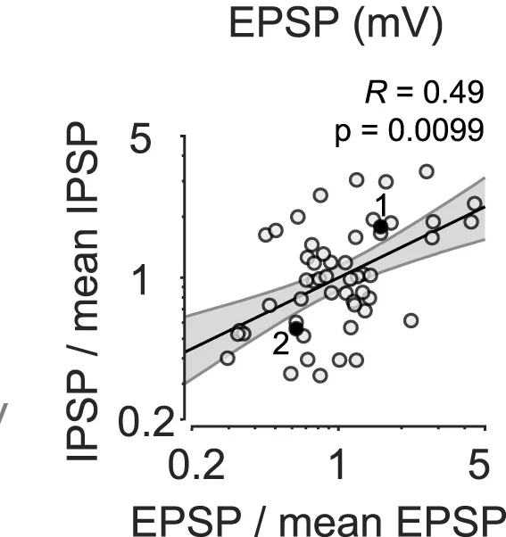 Open access visualization of Scatter Plot, Regression Plot, Recordings, Pyramidal Neurons, PV+Cell
