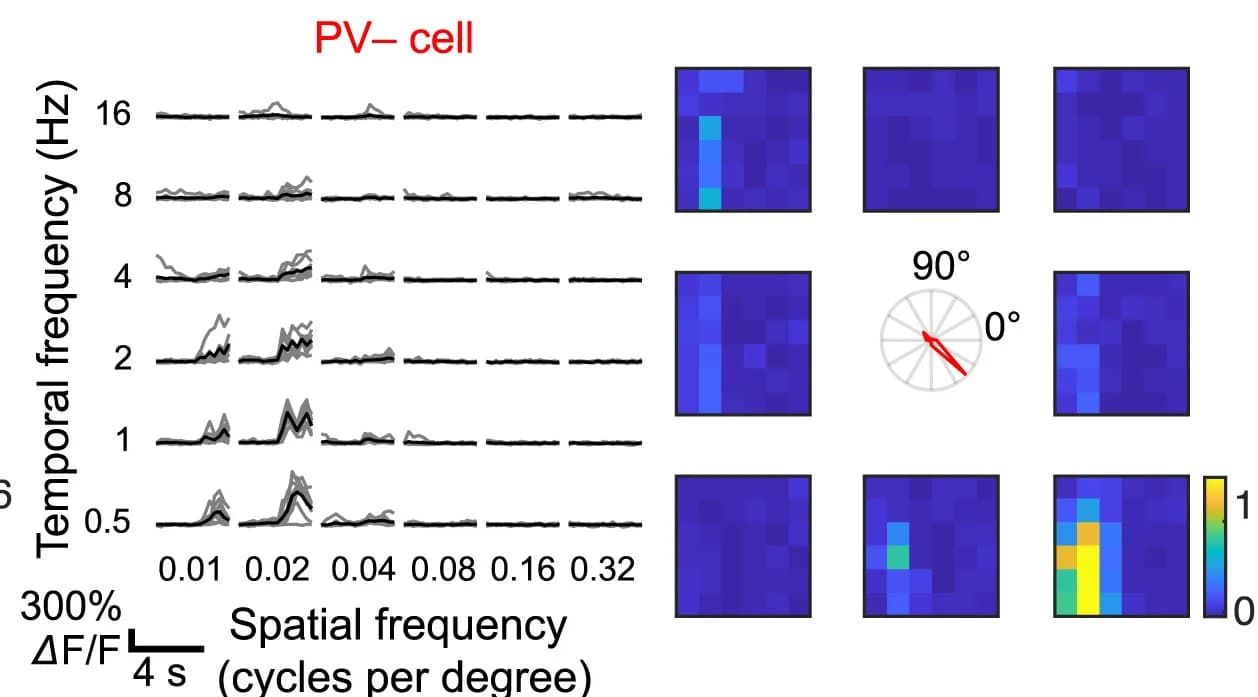 Open access visualization of Line Plot, Heatmap, PV- Neurons, Drifting Sinusoidal Gratings, Visual Responses