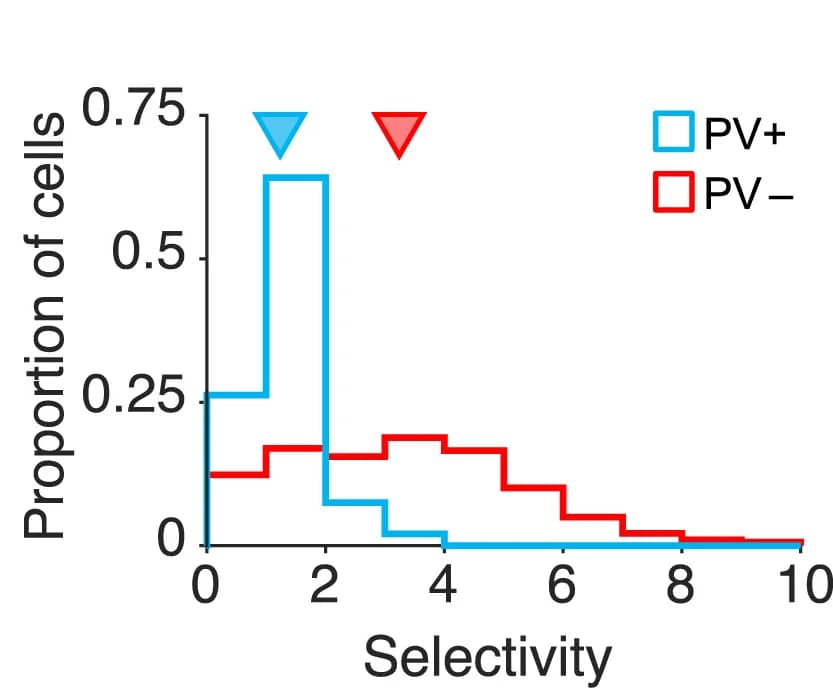 Open access visualization of Line Step, PV+ Cells, PV- Cells, Selectivity, Response Distributions