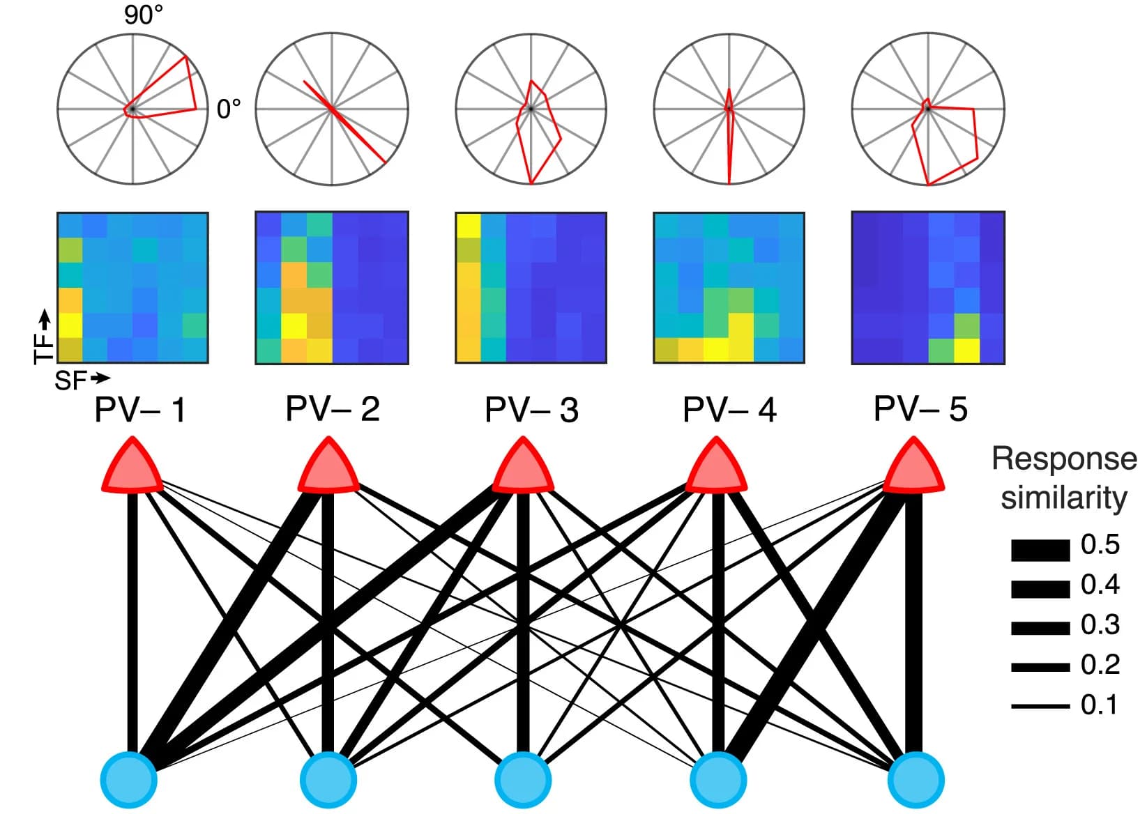 Open access visualization of Network, Heatmap, Radar Chart, PV+ Neurons, PV- Neurons