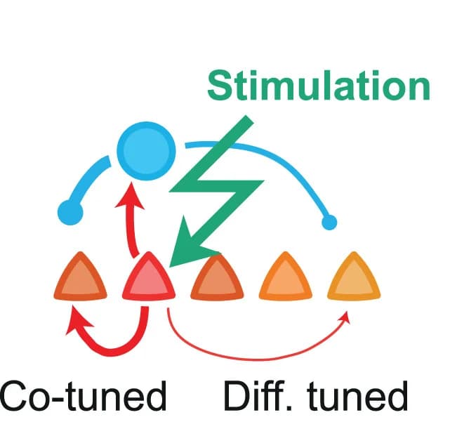 Open access visualization of Workflow, Illustration, Excitatory Neurons, Inhibitory Neurons, Neural Network