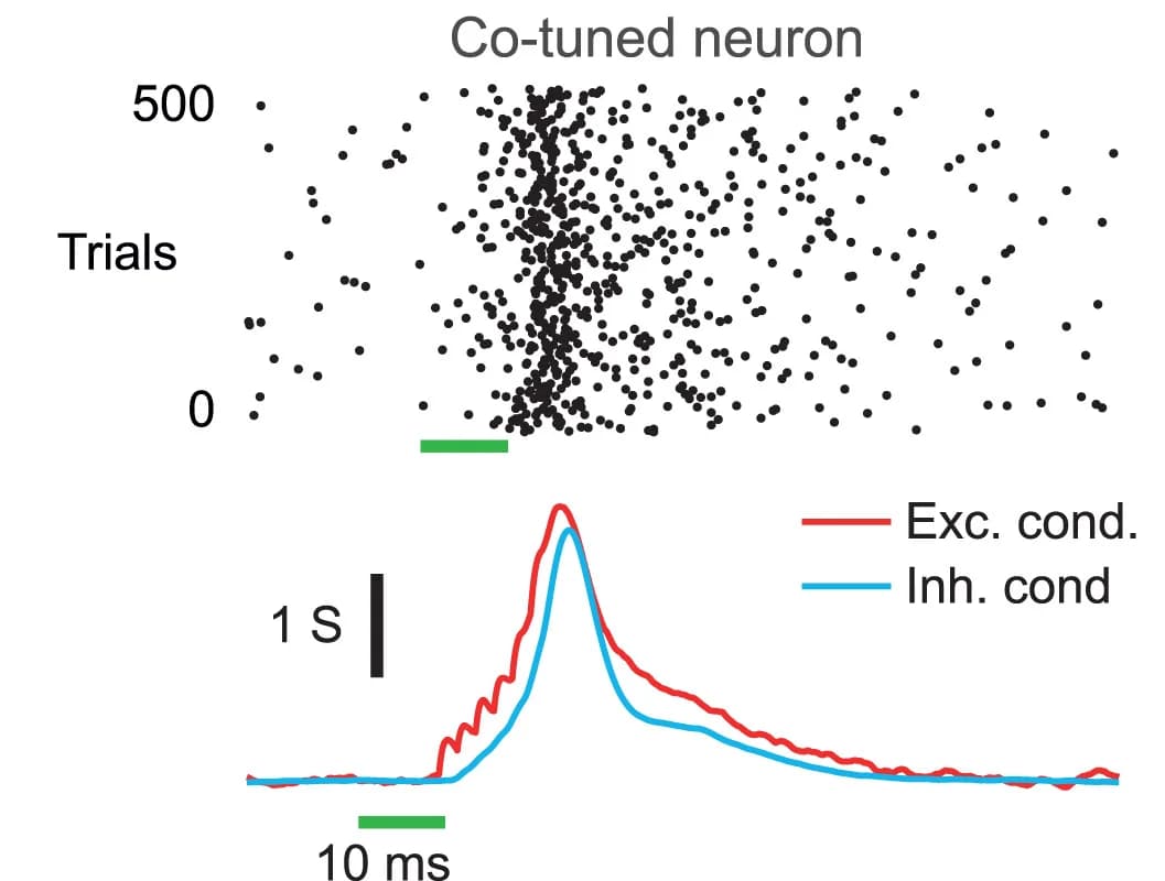 Open access visualization of Scatter Plot, Line Plot, Excitatory Inputs, Inhibition
